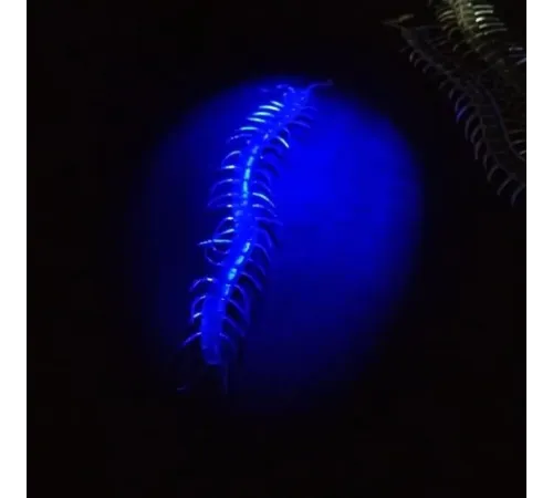 Şeffaf Renk Karanlıkta Parlayan Fosforlu Kırkayak 13 cm 1 Adet