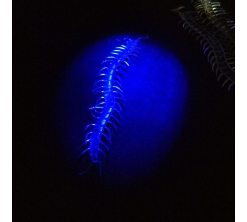 Şaka Yılan ve Kırkayak Karışık 36 Adet